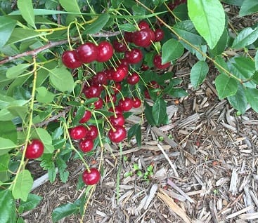 Crimson Passion cherries ready to pick