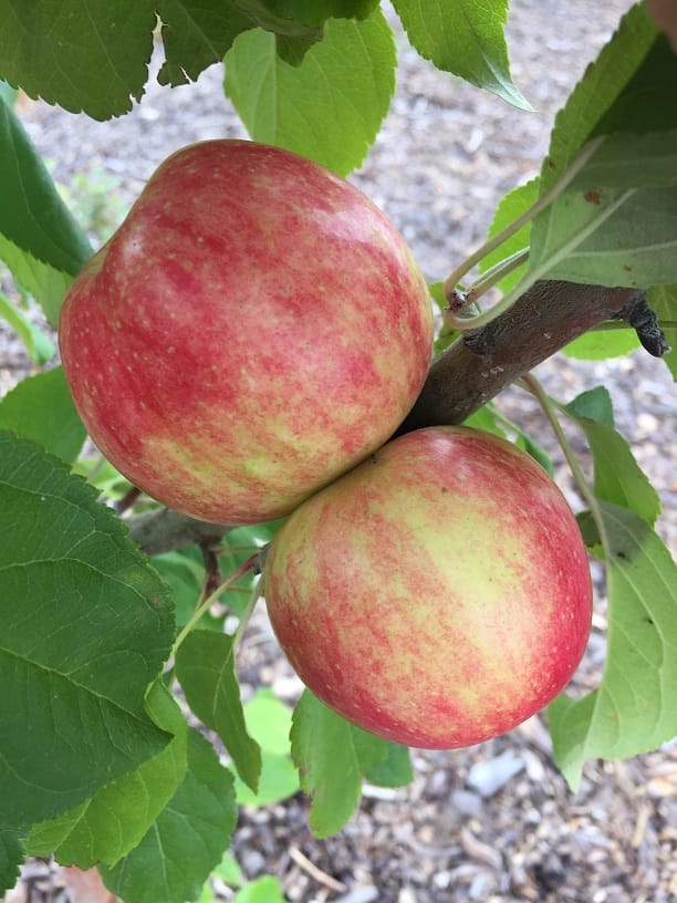Prairie Magic apple in the Copperwood orchard