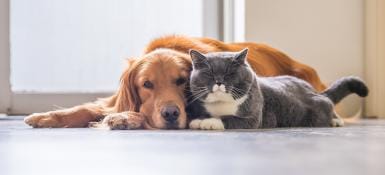 Dog, Cat, Animals and Pets Banner