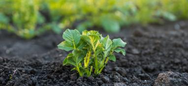 Picture of potato growing